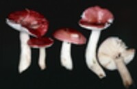 Russula emetica image