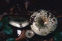 Russula virescens image