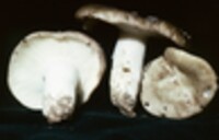 Russula variata image