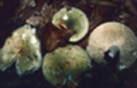 Russula variata image