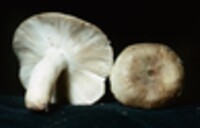 Russula pulverulenta image