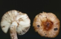 Russula pectinatoides image