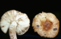 Russula pectinatoides image