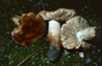 Russula pectinata image