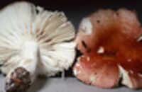 Russula peckii image