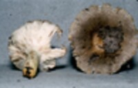 Russula pulverulenta image