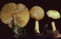 Tricholomopsis thompsoniana image