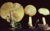 Tricholomopsis thompsoniana image