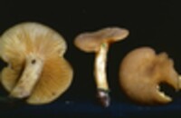 Tricholomopsis decora image