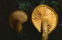 Tricholomopsis decora image