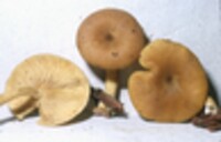 Tricholomopsis decora image