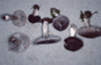 Tricholoma terreum image