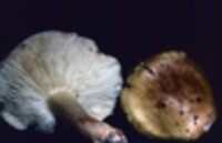 Tricholoma subsejunctum image