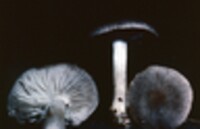 Tricholoma terreum image