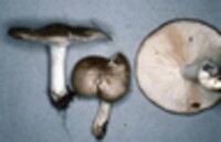 Tricholoma venenatum image