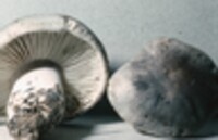 Tricholoma saponaceum image