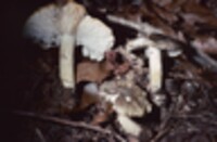 Tricholoma sejunctum image