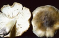 Tricholoma sejunctum image