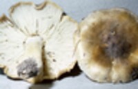 Tricholoma sejunctum image