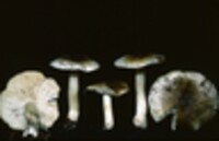 Tricholoma sejunctum image