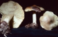 Tricholoma sejunctum image