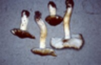 Tricholoma sejunctum image