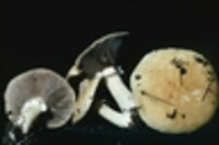 Stropharia hardii image