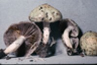 Stropharia aeruginosa image