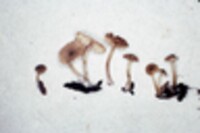 Simocybe centunculus var. centunculus image