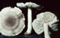 Tricholoma pardinum image