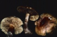 Tricholoma pessundatum image