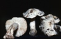 Tricholoma resplendens image