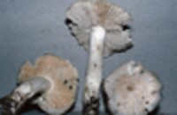 Tricholoma resplendens image