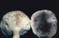 Tricholoma pardinum image