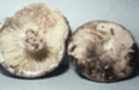 Russula nigricans image