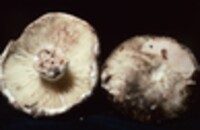 Russula nigricans image