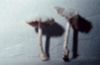 Volvariella pusilla image