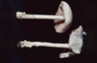 Volvariella pusilla image