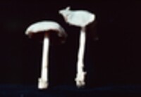 Volvariella pusilla image