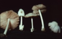 Volvariella pusilla image