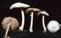 Volvariella pusilla image