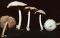 Volvariella pusilla image