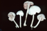 Volvariella pusilla image