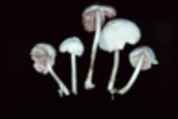 Volvariella pusilla image