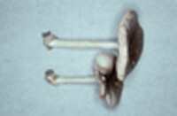 Volvariella taylorii image