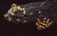 Xeromphalina kauffmanii image