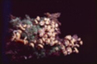 Xeromphalina kauffmanii image