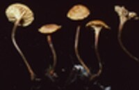 Xeromphalina cauticinalis image