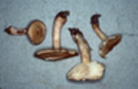 Tricholoma odorum image