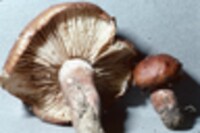 Tricholoma aurantium image